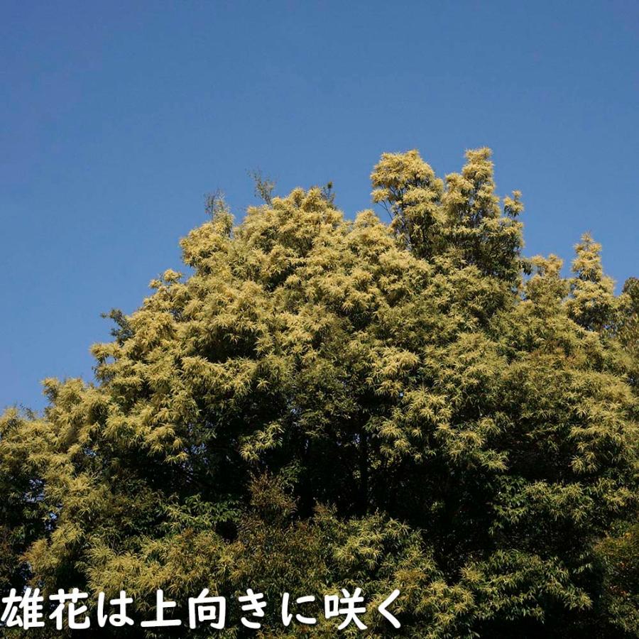 ツブラジイ(コジイ) 単木 2.5m 露地 苗木 GMS2565660483