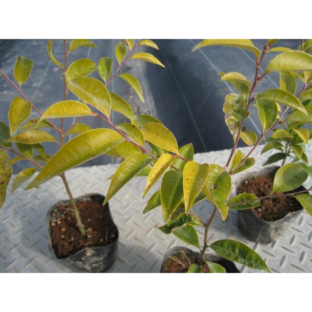 ツブラジイ(コジイ) 単木 2.5m 露地 苗木 GMS2565660483