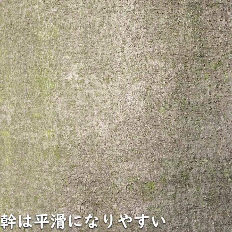 ツブラジイ(コジイ) 単木 2.5m 露地 苗木 GMS2565660483