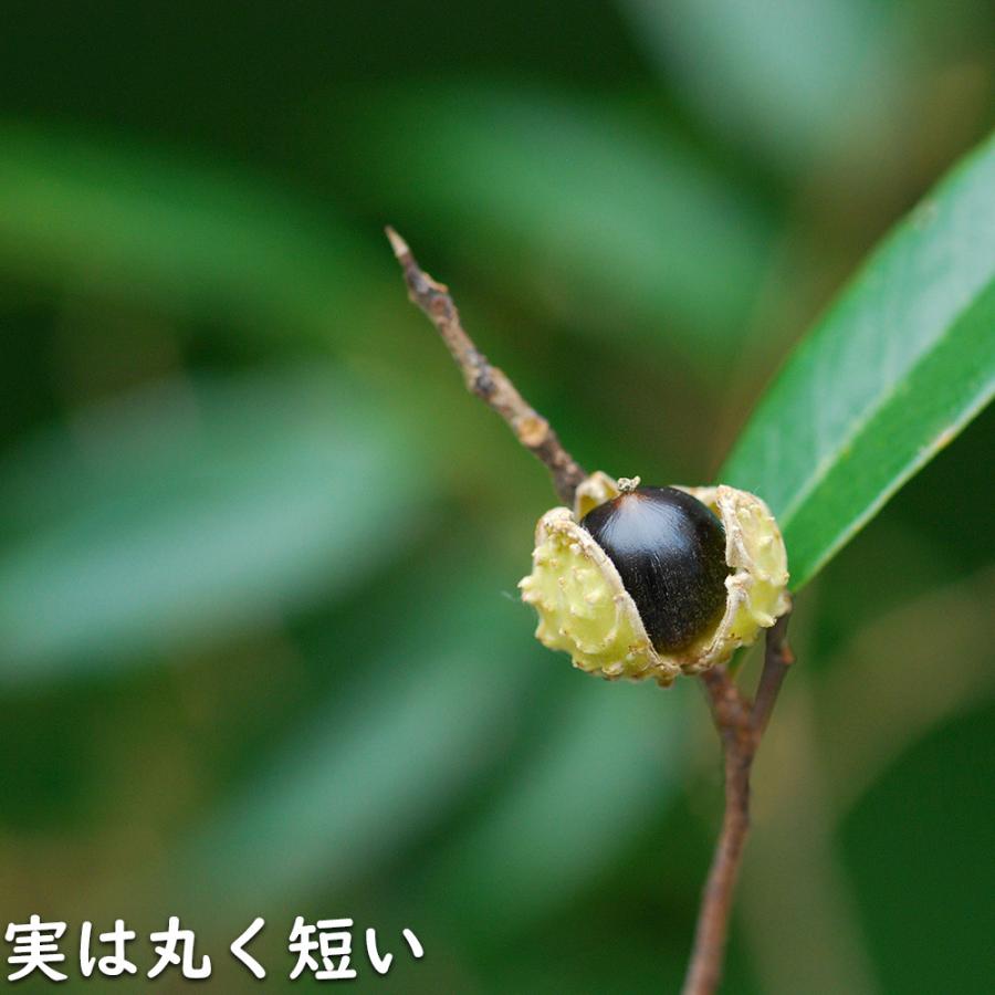 ツブラジイ(コジイ) 単木 2.5m 露地 苗木 GMS2565660483