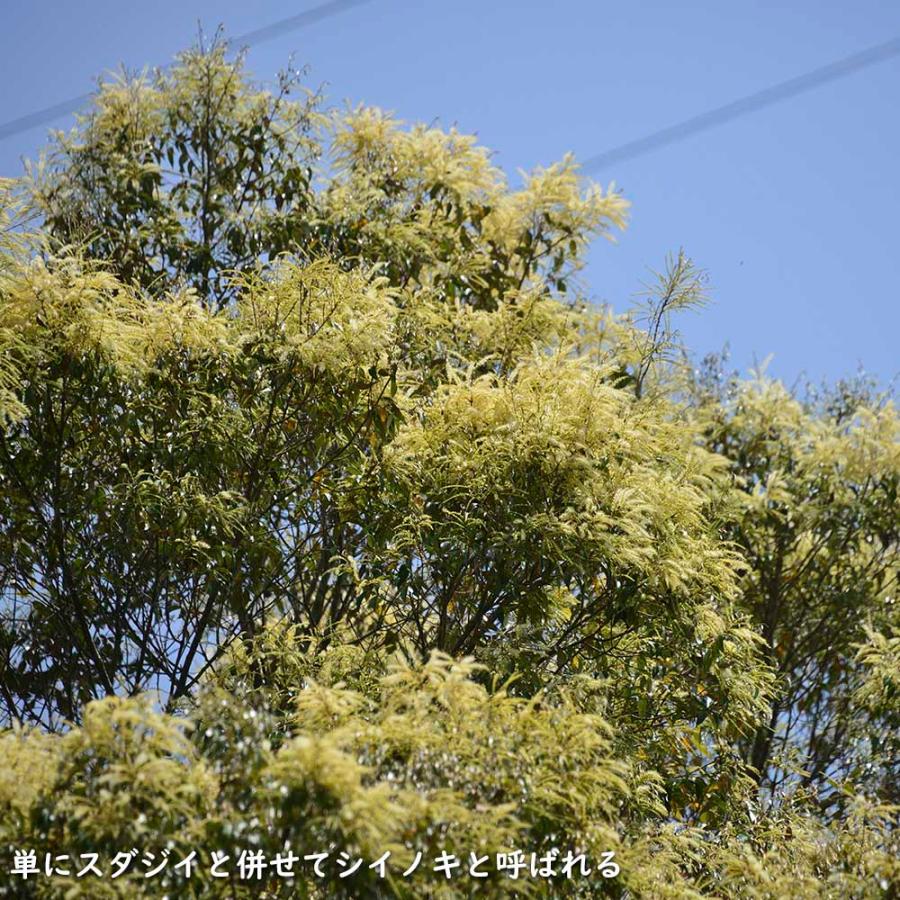 ツブラジイ(コジイ) 単木 2.5m 露地 苗木 GMS2565660483