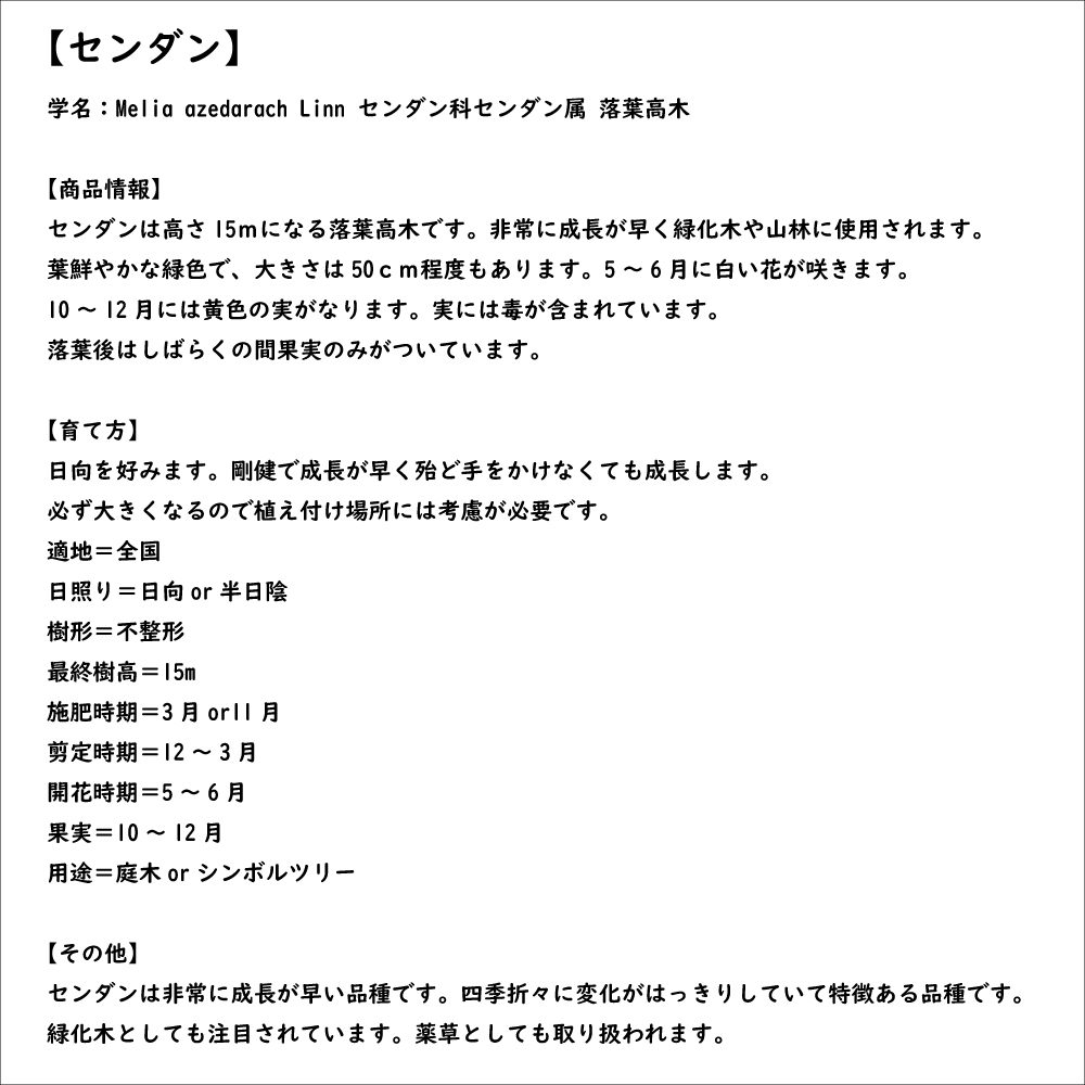 センダン 2.5m 露地 苗木 : 306825 : トオヤマグリーン - 通販 - Yahoo