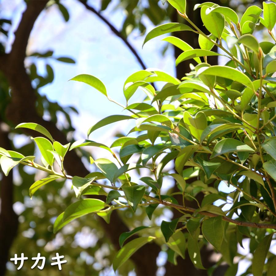 倉庫サカキ 0.8m 10.5cmポット 苗 常緑樹