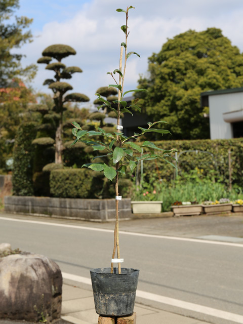サカキ 0.5m 15cmポット 苗 関連画像1