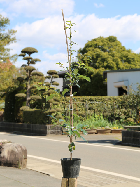 サカキ 0.8m 15cmポット 苗