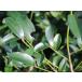 サカキ 0.5m 15cmポット 苗 関連画像2