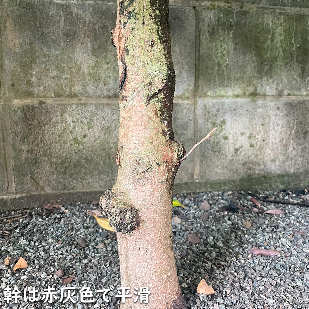 サカキ 0.5m 15cmポット 苗 関連画像4