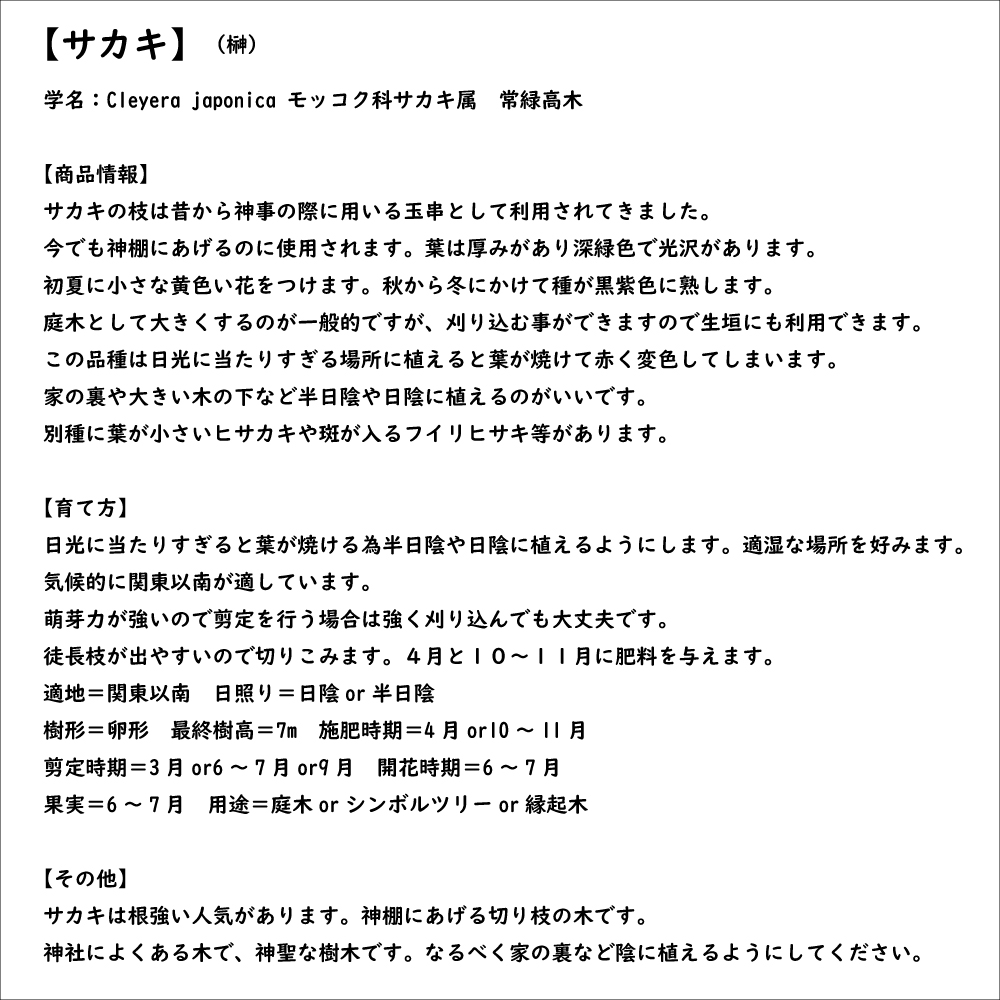 サカキ 0.8m 10.5cmポット 苗｜green-netbox｜08