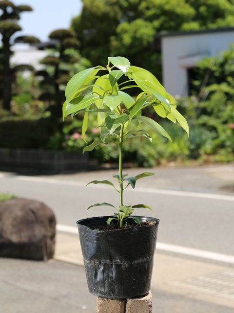 シキミ 苗（常緑樹の植木、庭木）の商品一覧｜苗木、植木 | 花