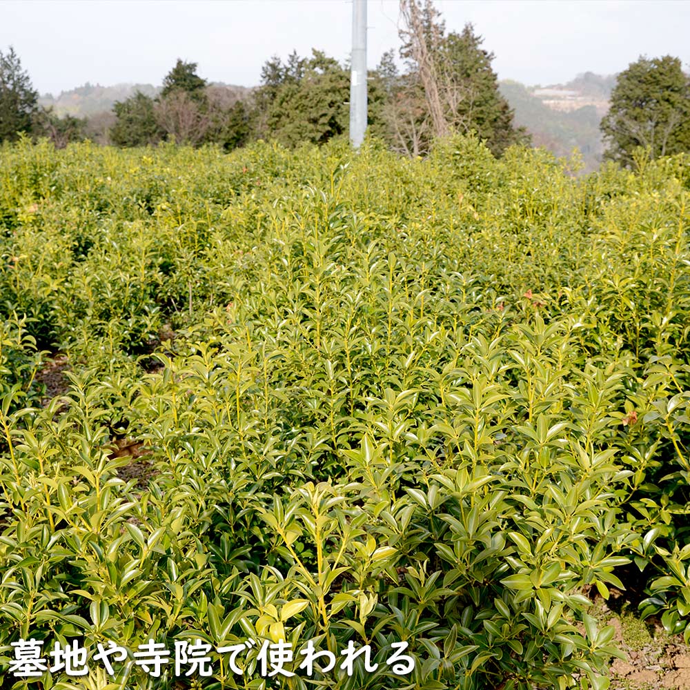 シキミ 0.8m 露地 苗 : 307010 : トオヤマグリーン - 通販 - Yahoo