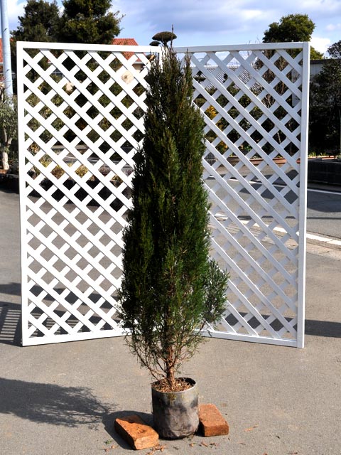 スパルタン 1.2m 露地 2本 苗 スパルタン 商品情報