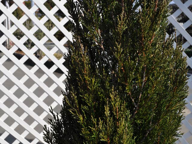 スパルタン 1.2m 露地 2本 苗(13200円)