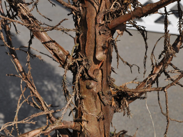 スパルタン 1.2m 露地 2本 苗 スパルタン 商品情報