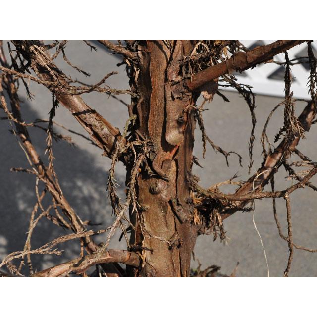 スパルタン 1.2m 露地 2本 苗 FK2677209616