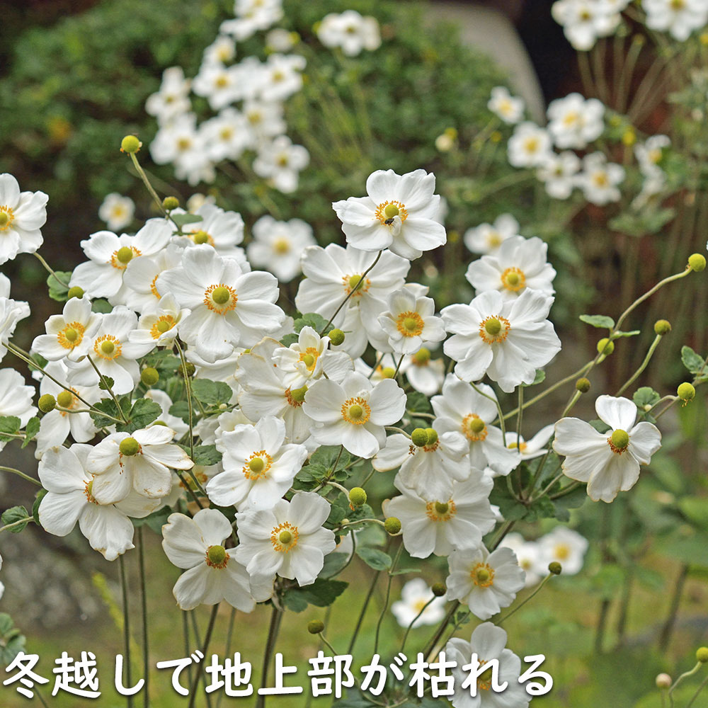 シュウメイギク 鉢（花、ガーデニング）のおすすめ人気商品一覧 通販