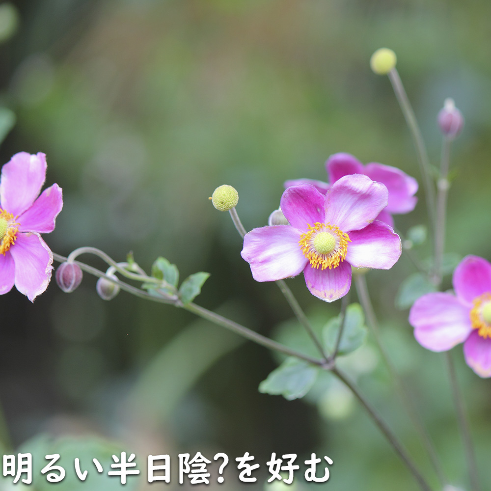 シュウメイギク 鉢（花、ガーデニング）のおすすめ人気商品一覧 通販