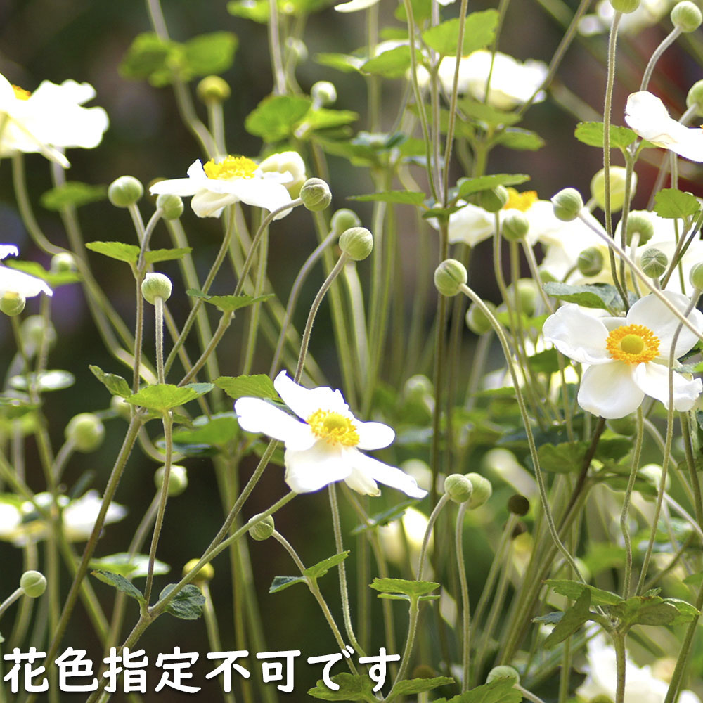 シュウメイギク 鉢（花、ガーデニング）のおすすめ人気商品一覧 通販