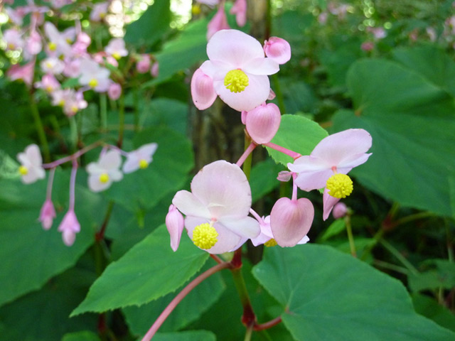 ベコニア風、秋海棠 - 観葉植物