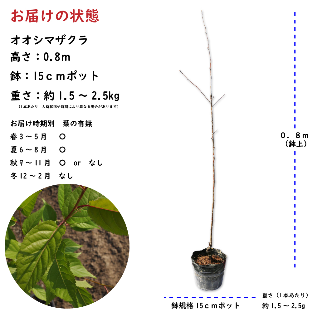 オオシマザクラ 0.8m 15cmポット 苗 : 308508 : トオヤマグリーン