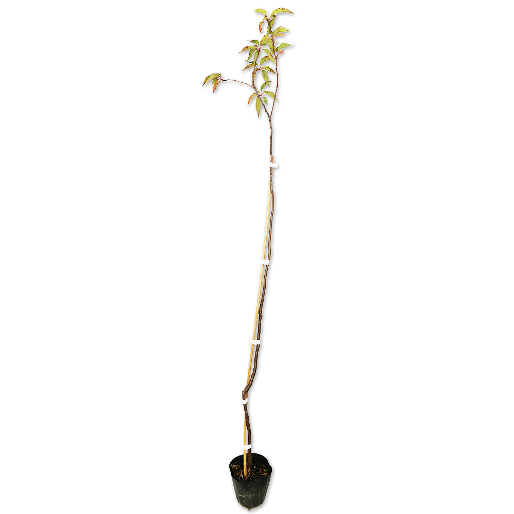 オオシマザクラ 0.3m 10.5cmポット 苗 落葉樹 | escopil.co.mz