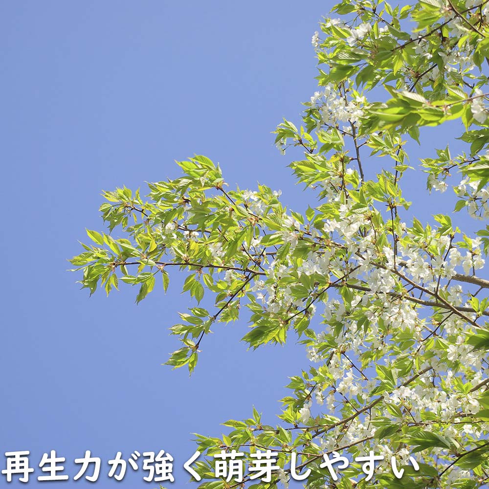 オオシマザクラ 1.5m 露地 苗木｜green-netbox｜15