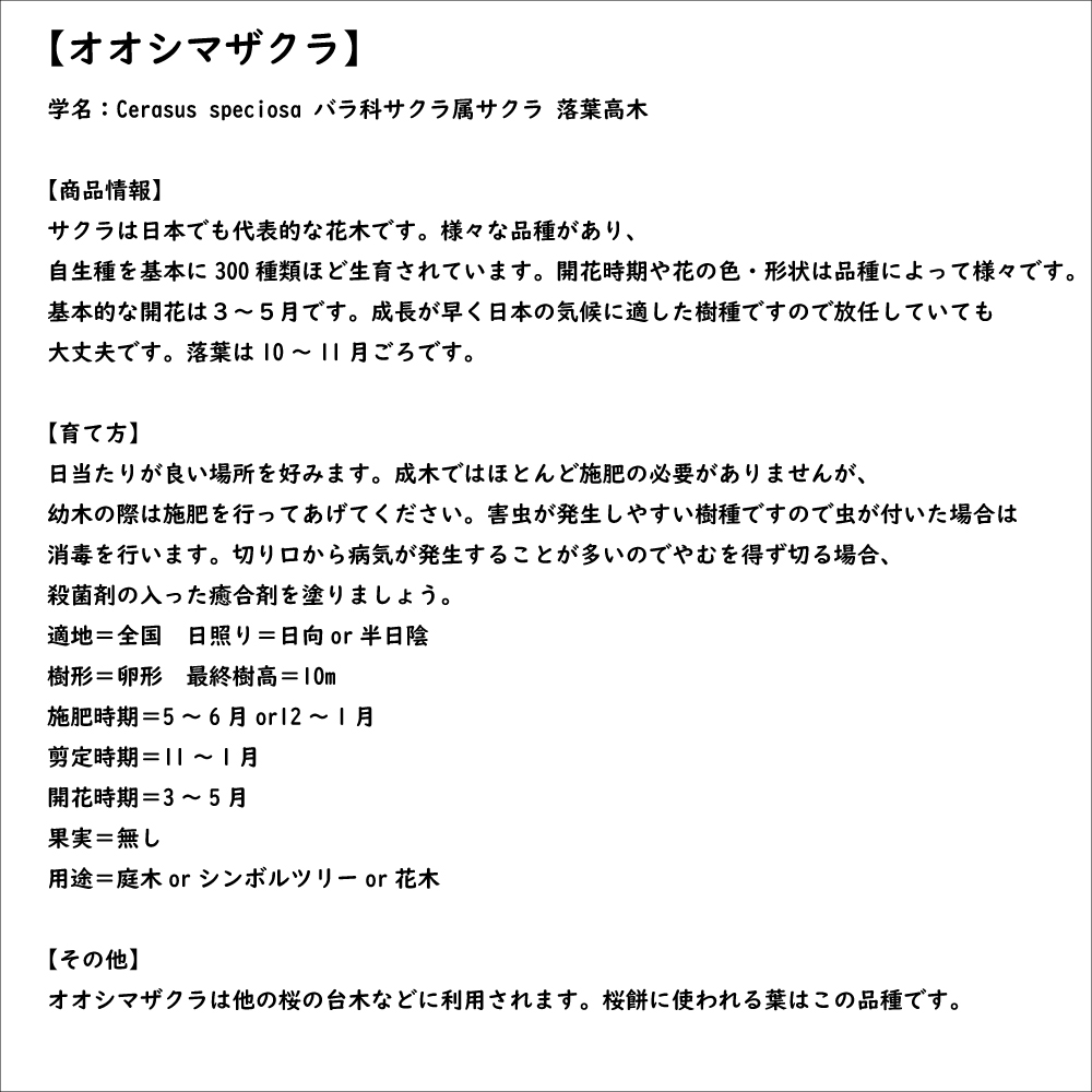 オオシマザクラ 0.5m 10.5cmポット 苗｜green-netbox｜08