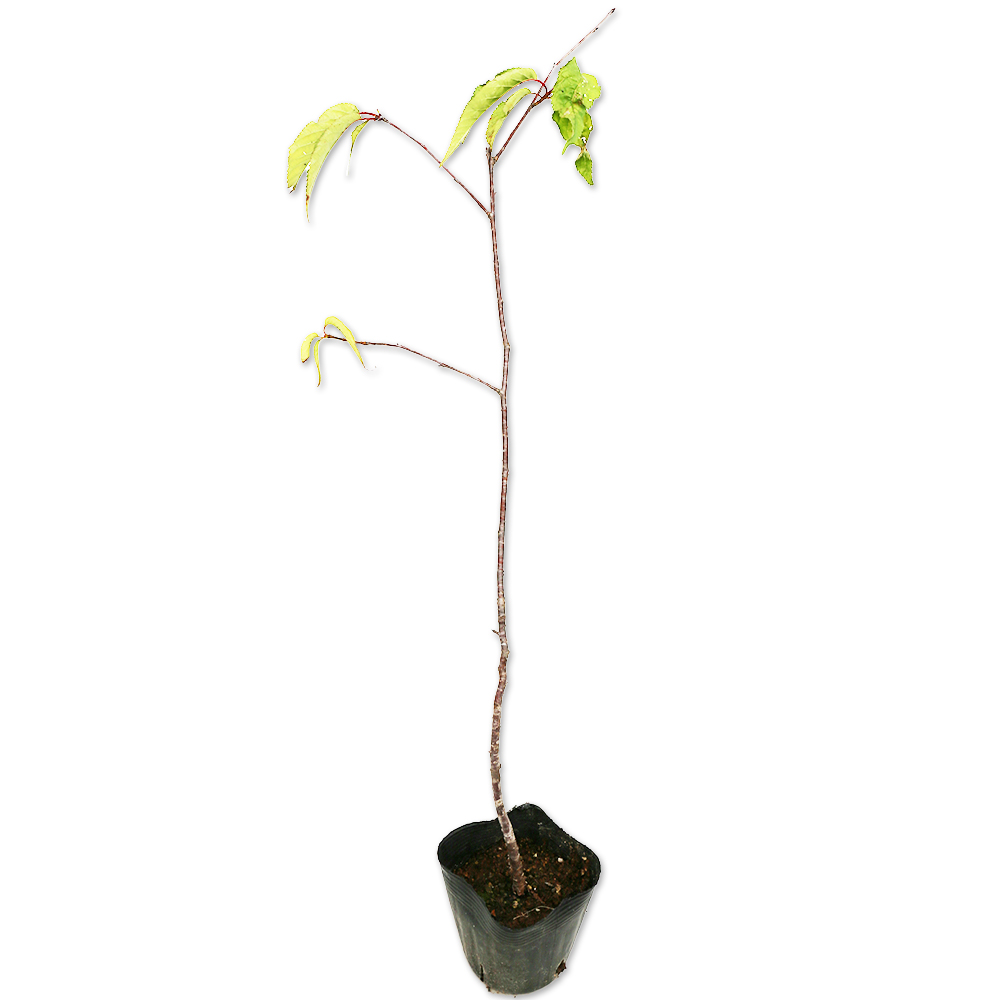 ストアイチオシ レッドロビン 2.3m 露地 苗木 植木、庭木