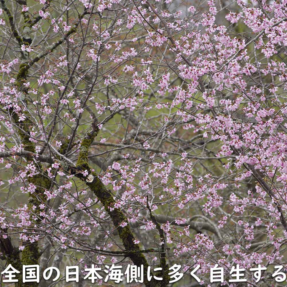 桜 苗木 2m（落葉樹の植木、庭木）の商品一覧｜苗木、植木 | 花