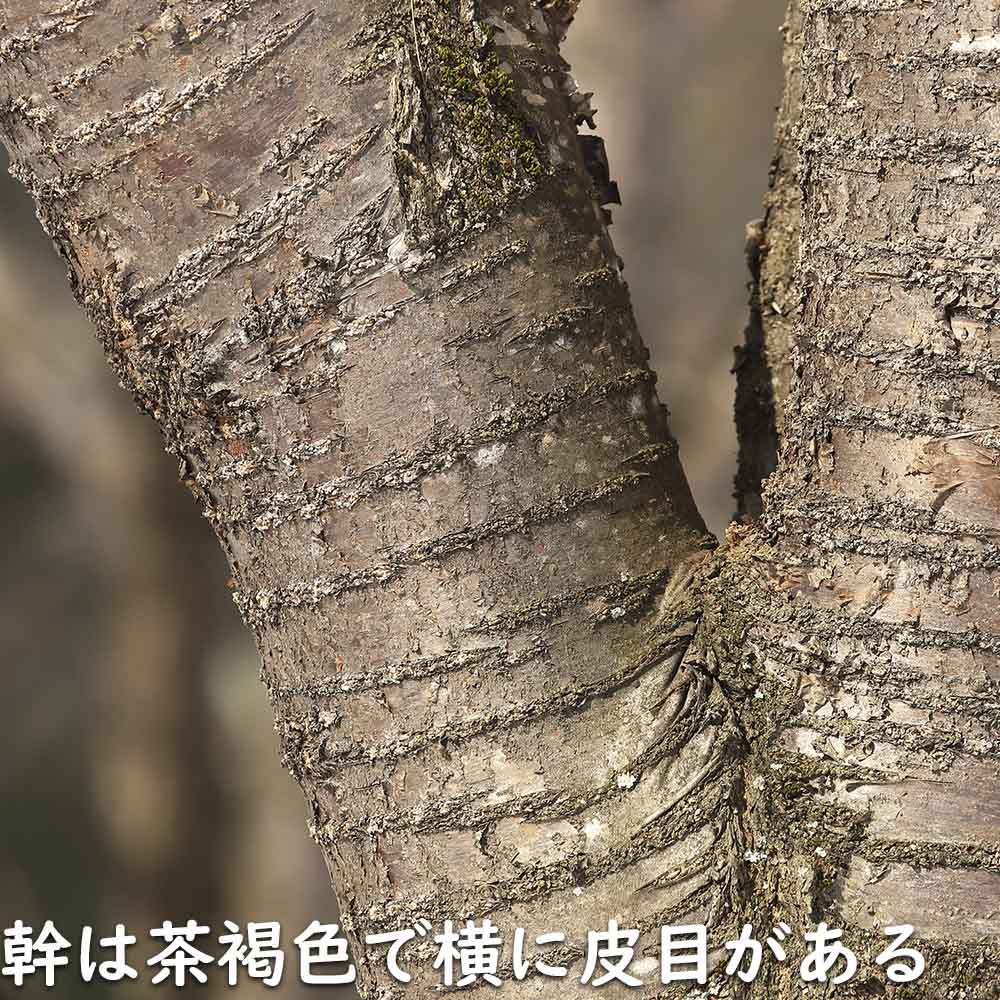 オオヤマザクラ 1.7m 露地 2本 苗木 落葉樹 | 1klik.com.hr