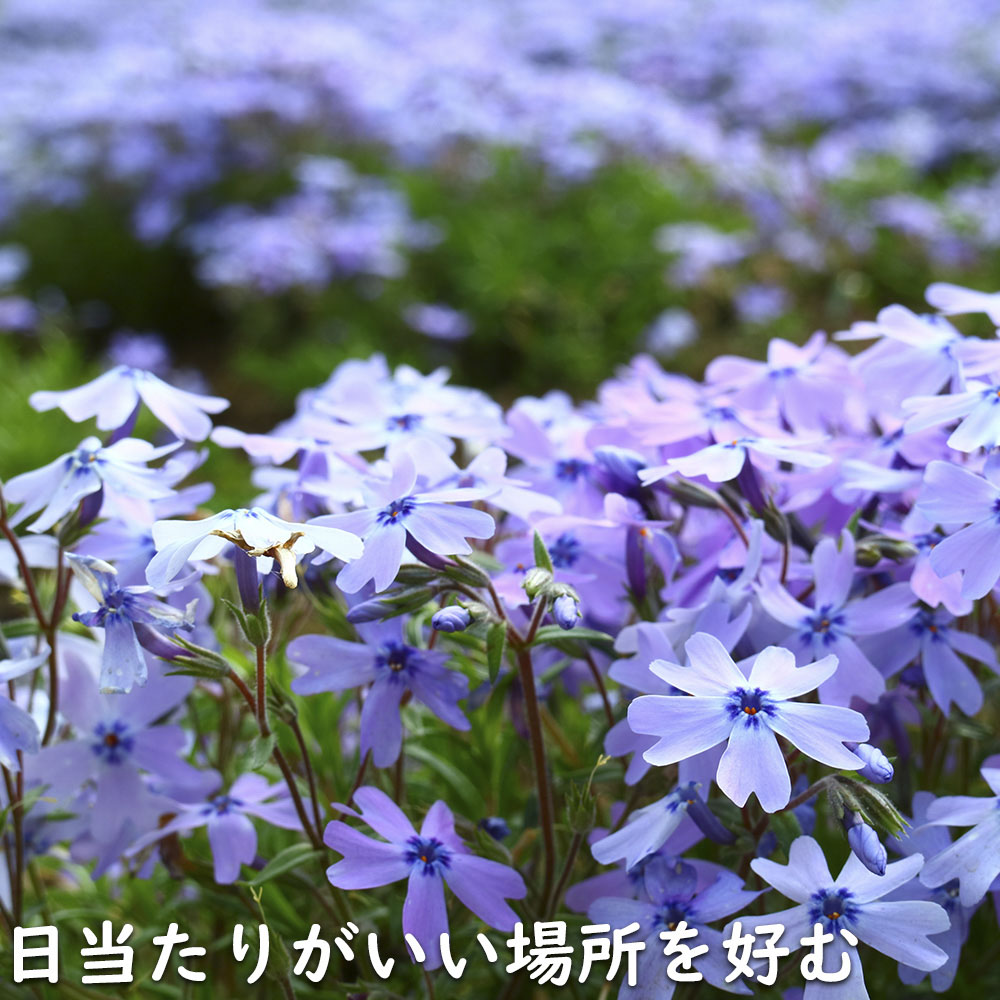 【中古】 シチリアの風 アーモンドの花咲く島より/北の杜編集工房/ほんともこ 楽天市場】◇送料無料◇ 芝桜 （シバザクラ） 苗 【オーキントン