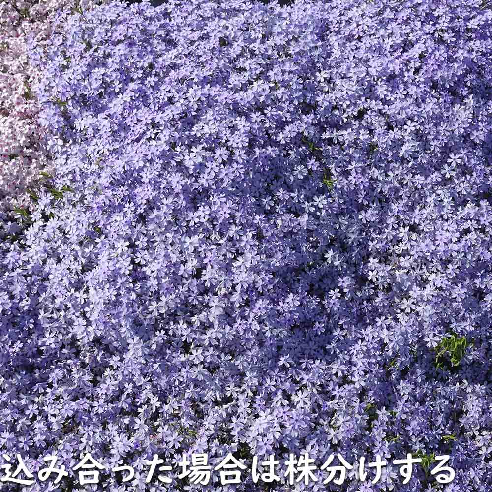 Amazon | 山真製鋸(Yamashin Seikyo) グリーンレーザー墨出し器