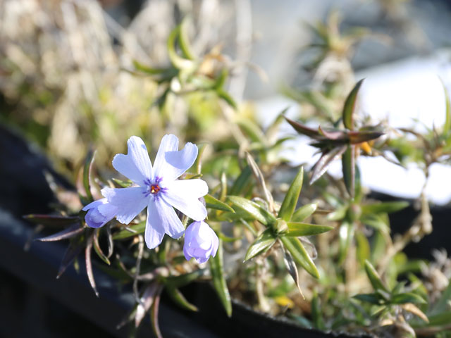 【中古】 シチリアの風 アーモンドの花咲く島より/北の杜編集工房/ほんともこ 楽天市場】芝桜苗 単色12ポット 紅桃 桃 青系 濃桃 白 白桃斑 6