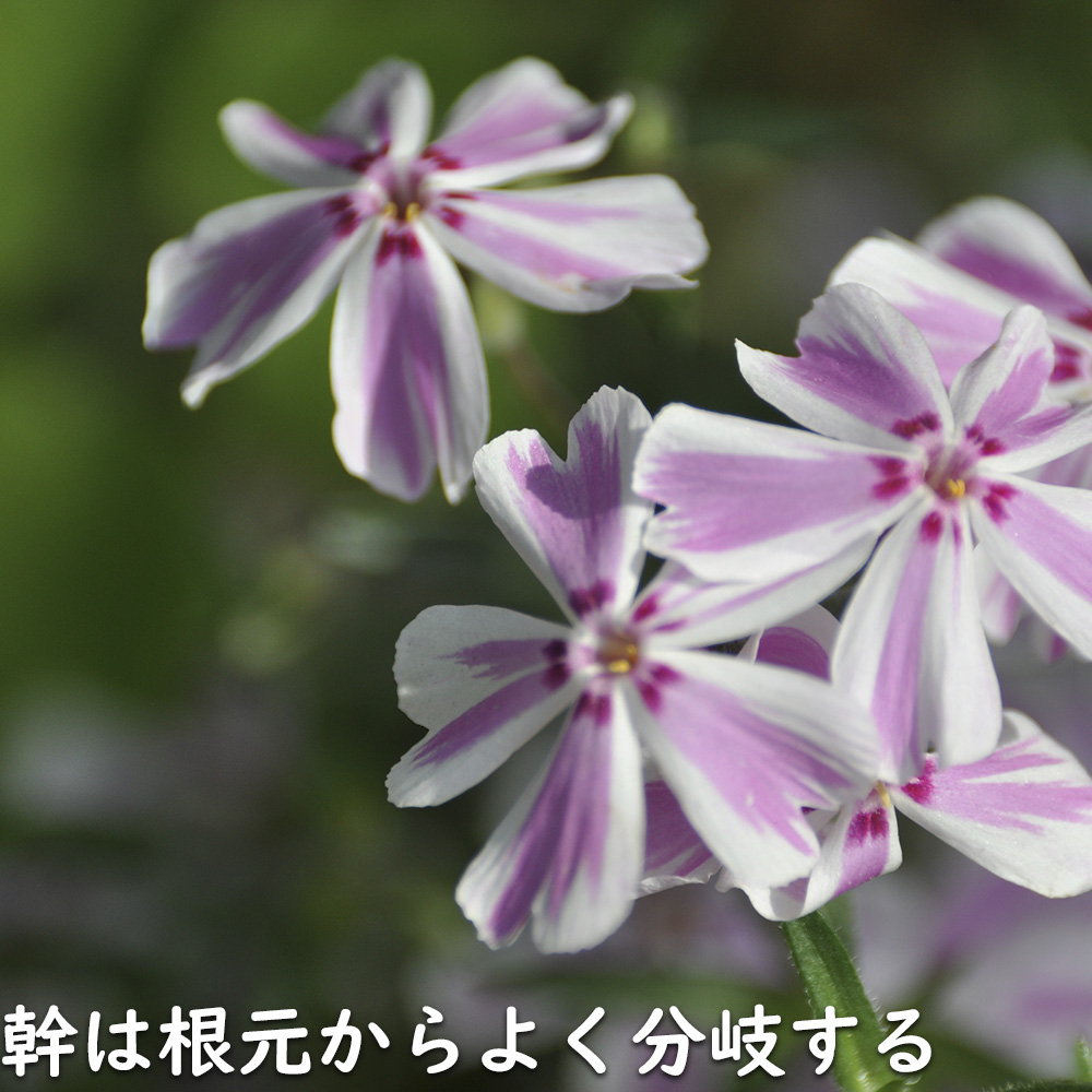 シバザクラ タマノナガレ 9.0cmポット 苗の詳細画像4