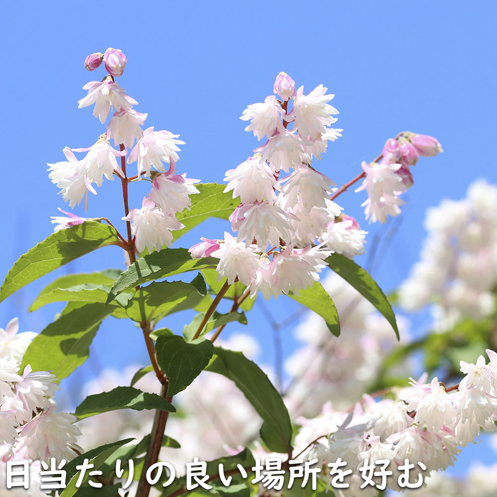 サラサウツギ 0.3m 10.5cmポット 30本 苗の画像