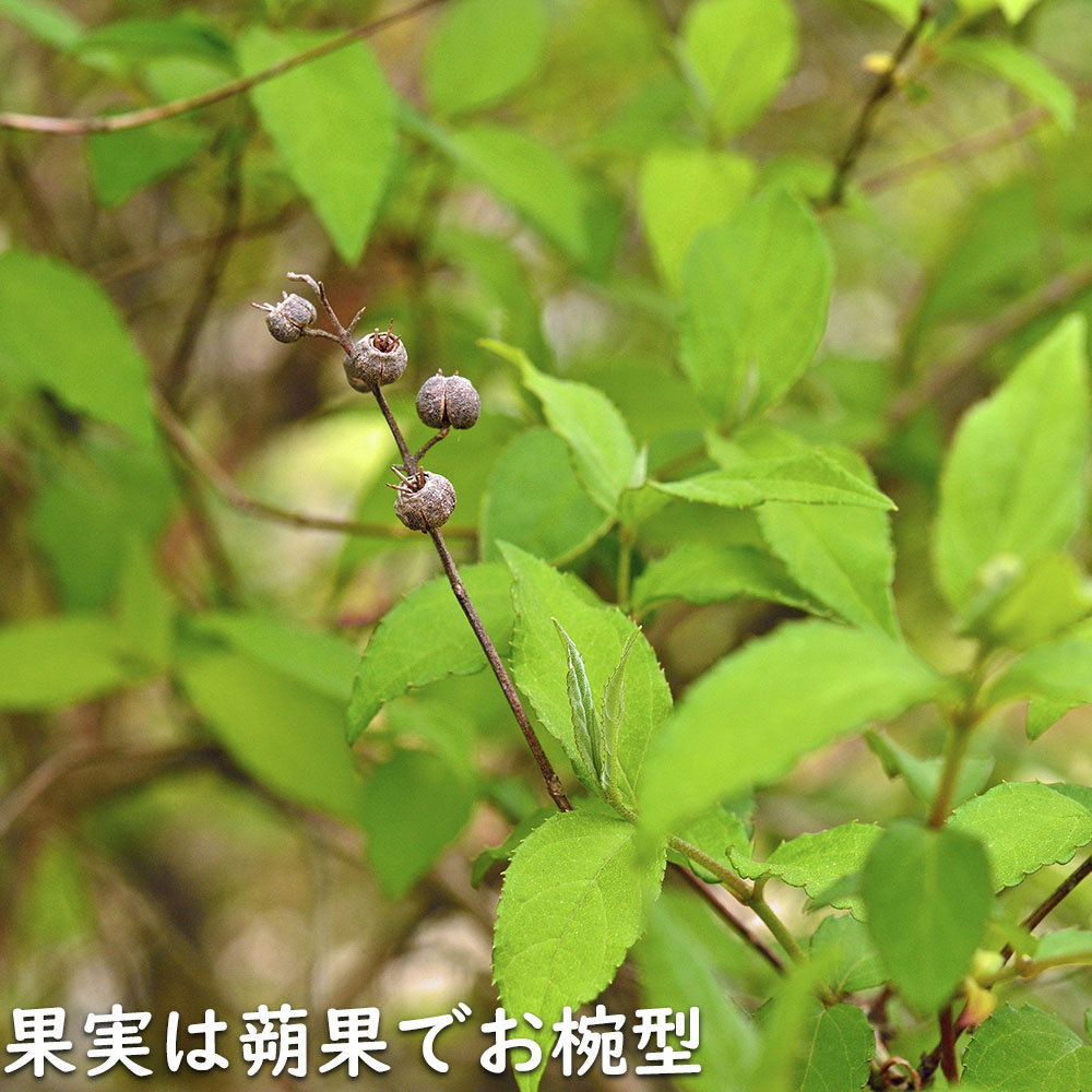 サラサウツギ 0.3m 10.5cmポット 30本 苗の画像