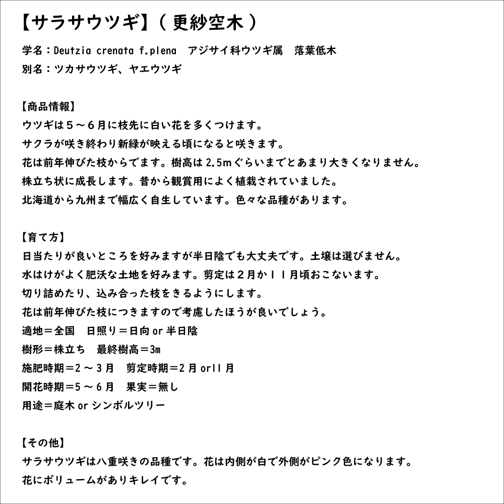 サラサウツギ 0.3m 10.5cmポット 30本 苗の画像