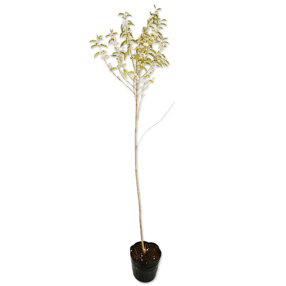 シロシキブ 1m 15cmポット 苗 - 落葉樹