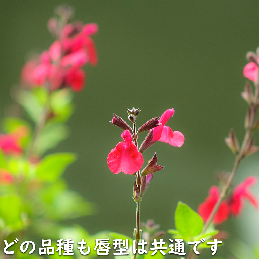 チェリー2000('86米) a99e9975f48058d39f7ec93814c2bc