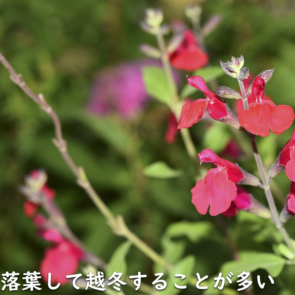 チェリーセージ 9.0cmポット 50個 苗_16