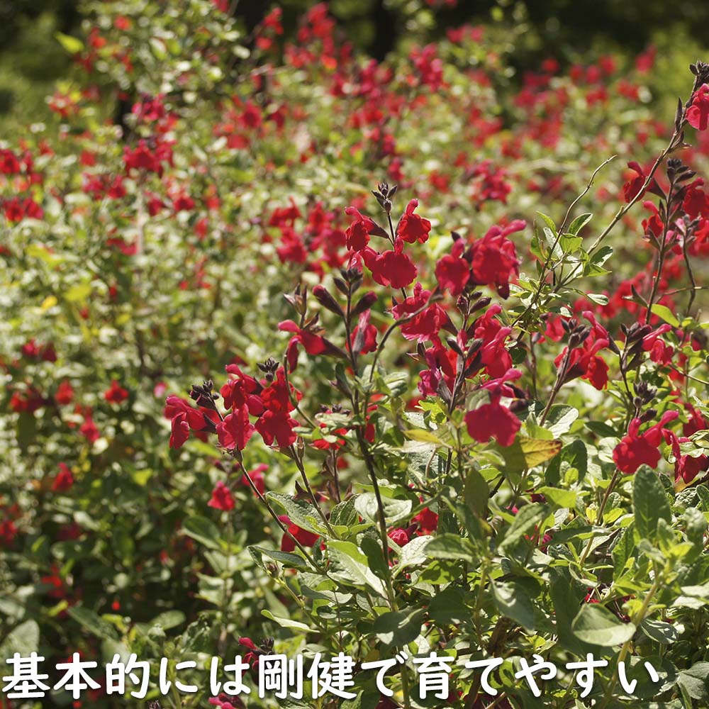 チェリーセージ 9.0cmポット 50個 苗 : トオヤマグリーン - 通販