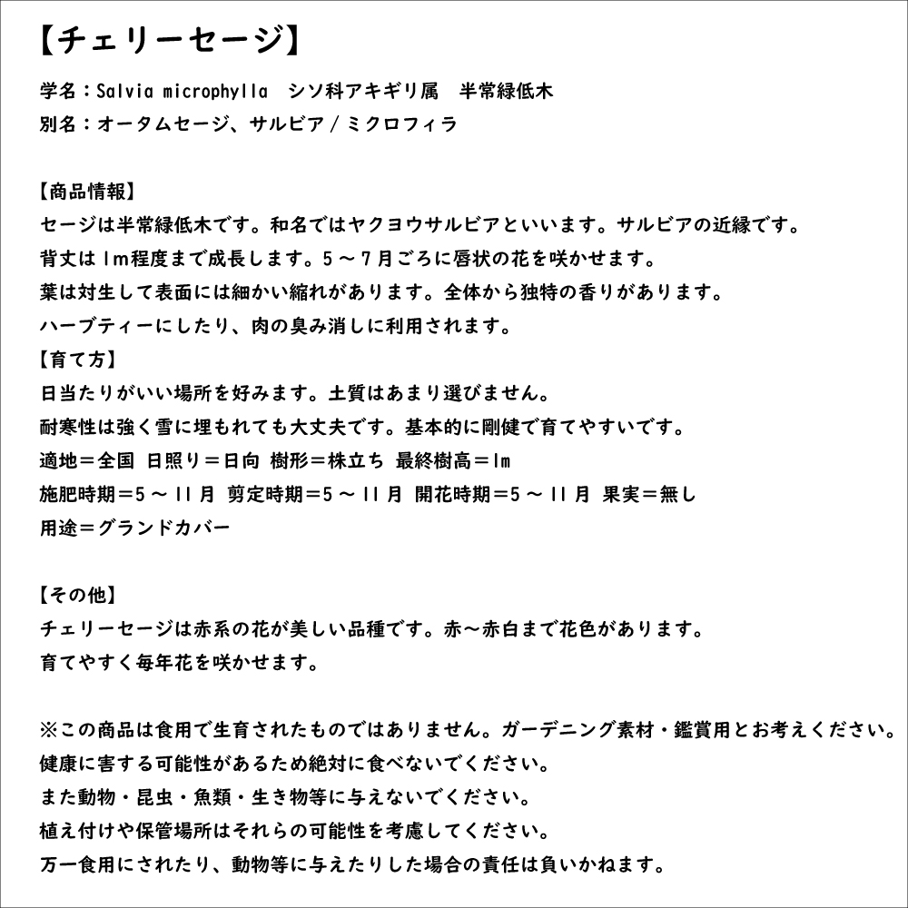 チェリーセージ 9.0cmポット 50個 苗_7