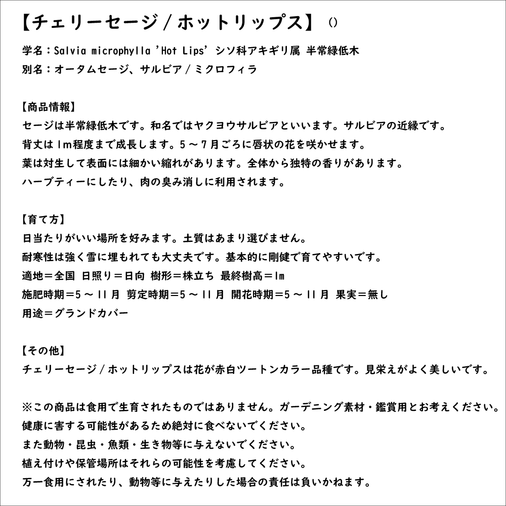 チェリーセージ ホットリップス 9.0cmポット 30個 苗｜green-netbox｜08