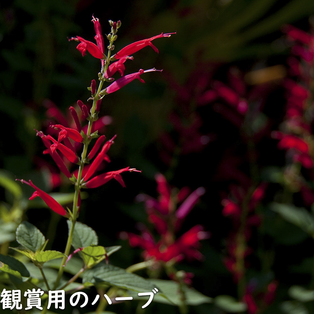 パイナップルセージ 9.0cmポット 苗 : トオヤマグリーン - 通販