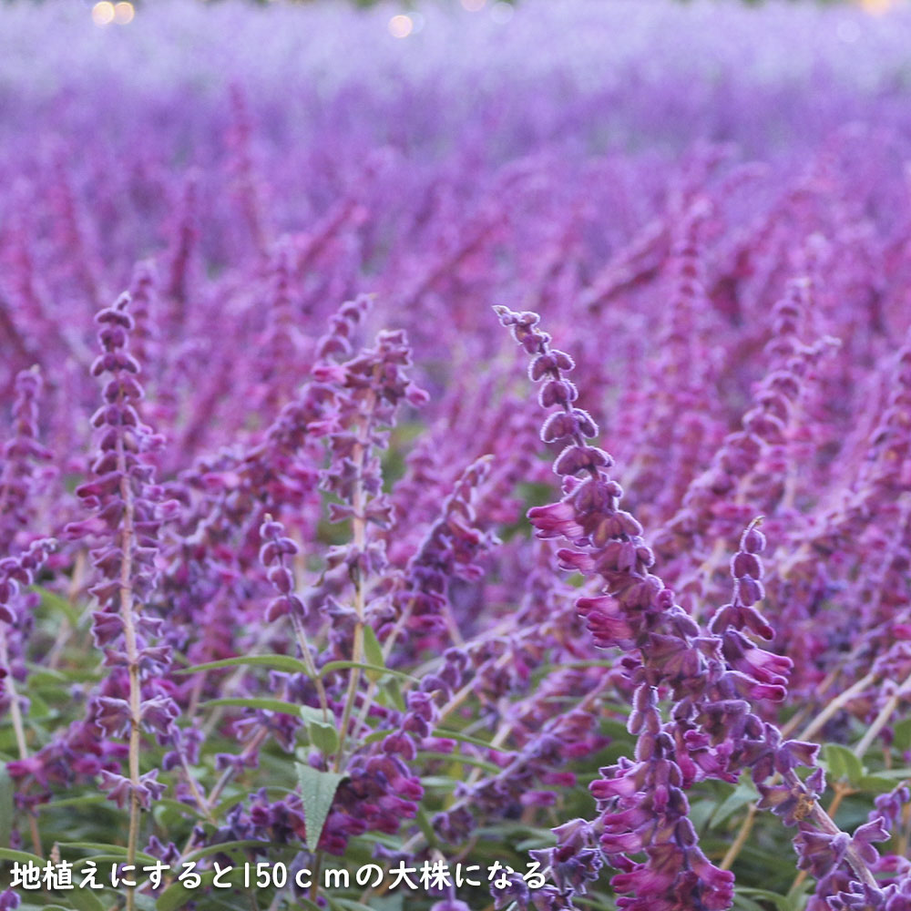 アメジストセージ 9.0cmポット 苗 : トオヤマグリーン - 通販