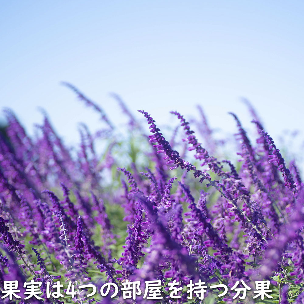 アメジストセージ 9.0cmポット 苗 : トオヤマグリーン - 通販 - Yahoo