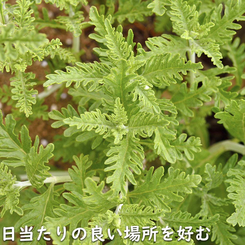 ロシアンセージ 9.0cmポット 苗 |  | 18
