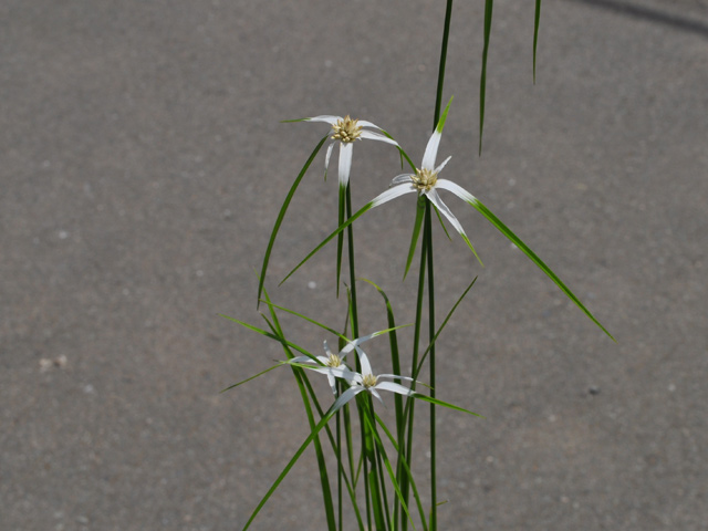 シラサギカヤツリ 9.0cmポット 苗の詳細画像3