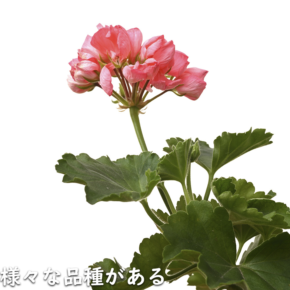 ゼラニウム 10.5cmポット 10個 苗 : トオヤマグリーン - 通販 - Yahoo