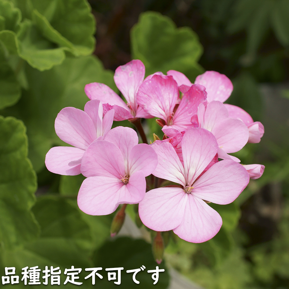ゼラニウム 八重咲き（花、ガーデニング）のおすすめ人気商品一覧 通販