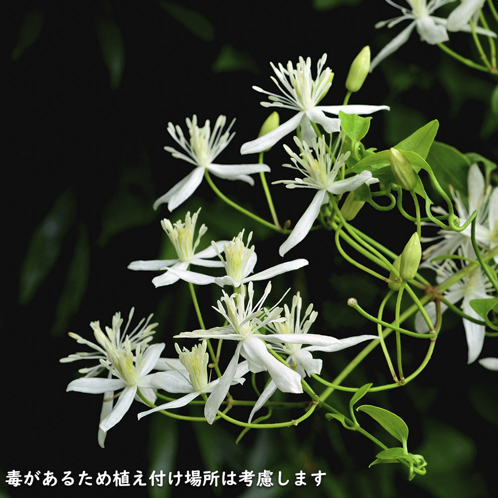 花の苗（花種類：クレマチス）｜苗｜花、ガーデニング 通販 